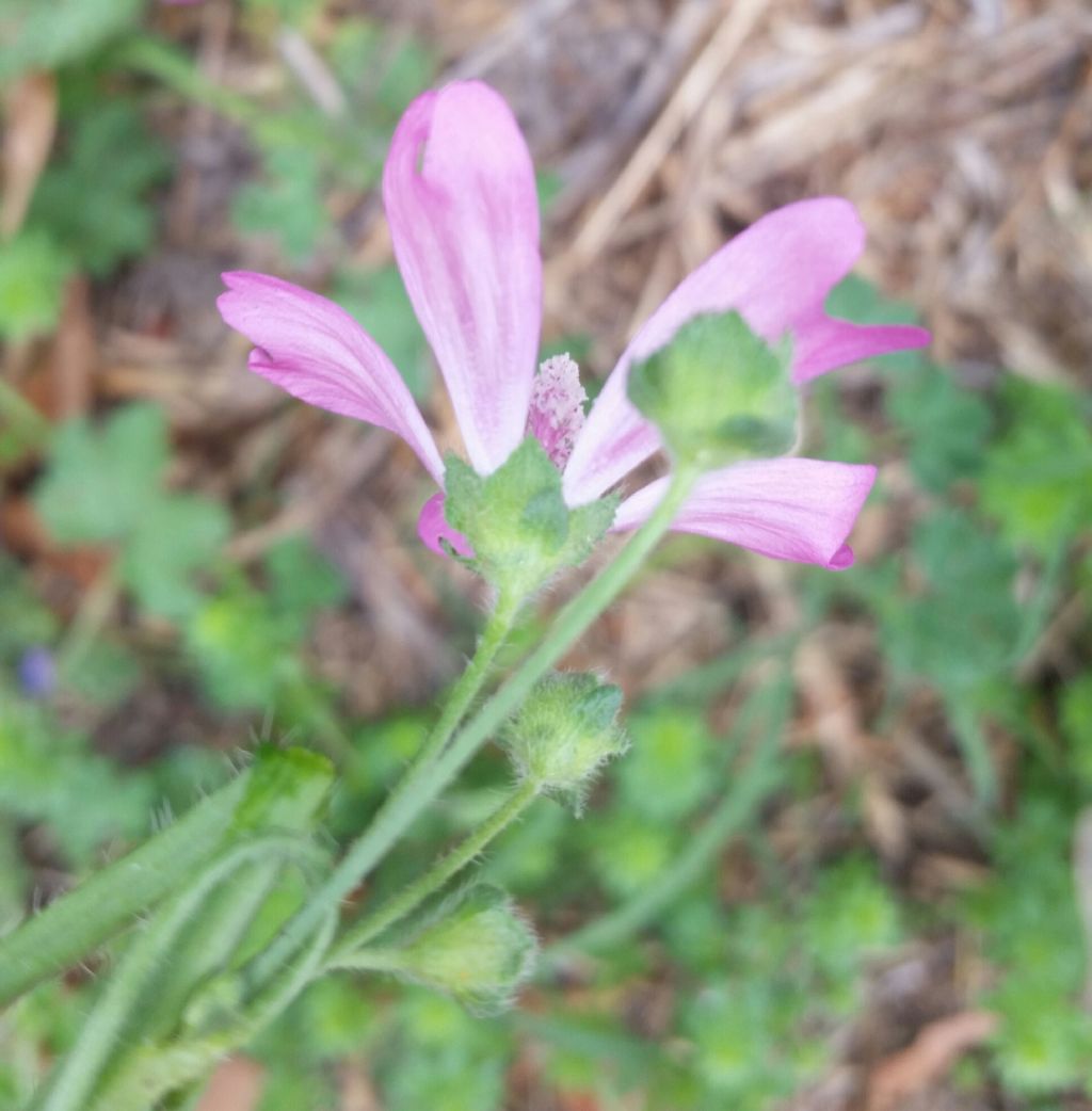 Malva sylvestris?  S !